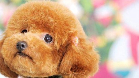 面对陌生室友“狗急了乱咬人”，如何调节情绪？