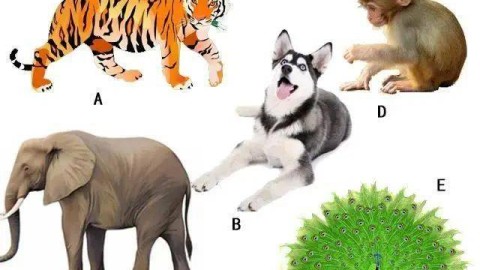 如何轻松克服对动物的天然恐惧？实用心理指南